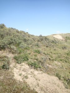 Scrubland on the dunes near Castricum